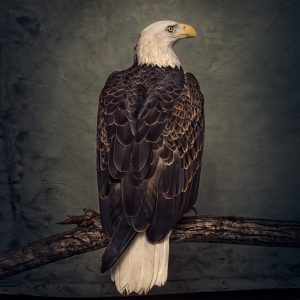 Book of Bad Decisions: Limited Picture Disc LP